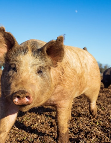 Cerdo Ecologico